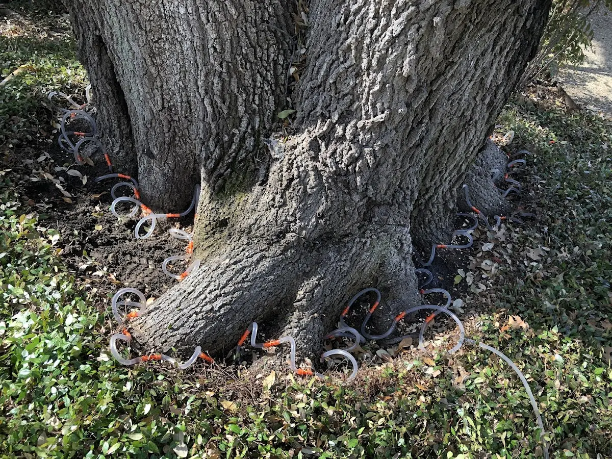 Detailed Tree Cabling and Bracing job site in Altura